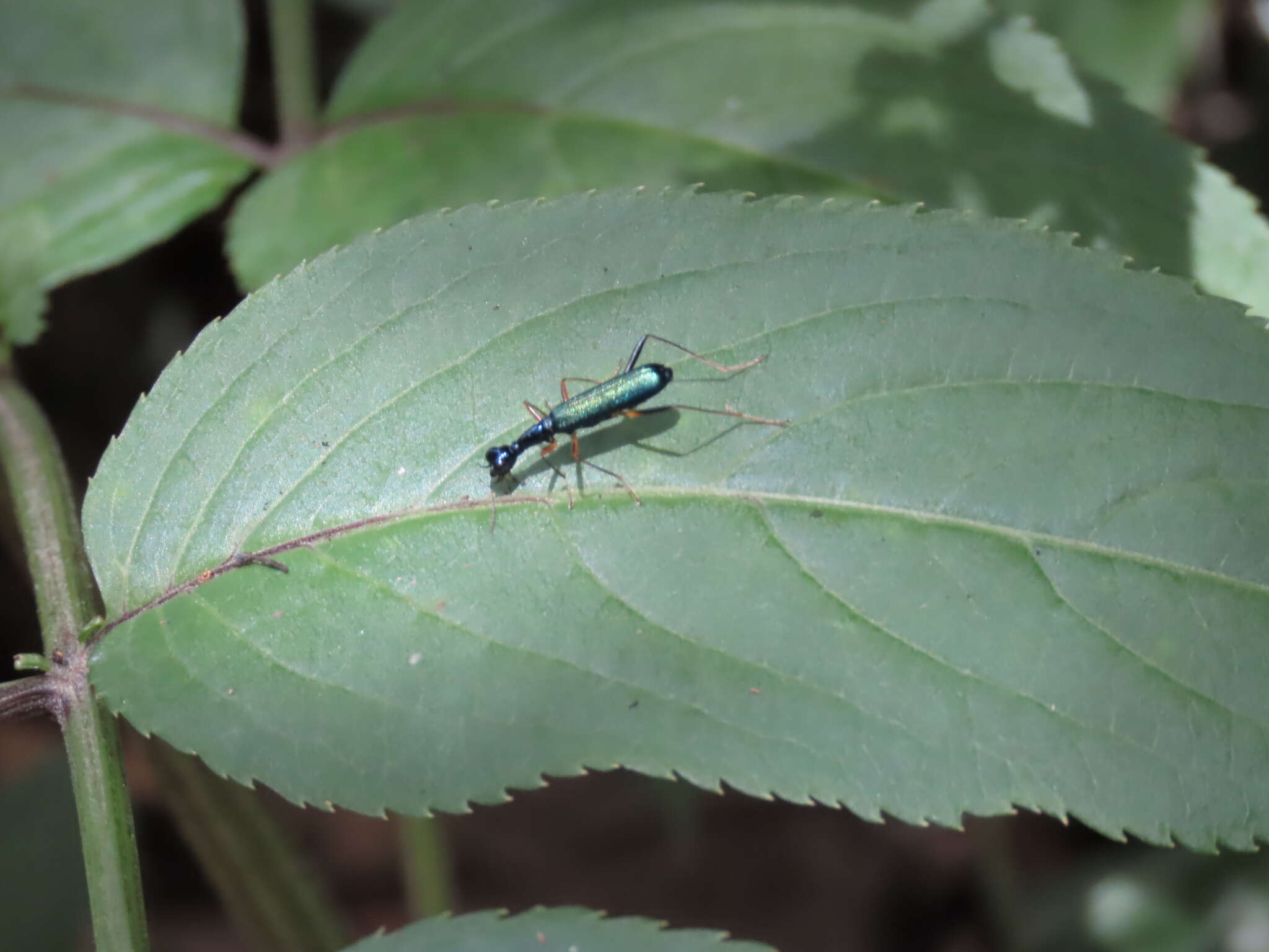 Image of Neocollyris (Isocollyris) formosana (Bates 1866)