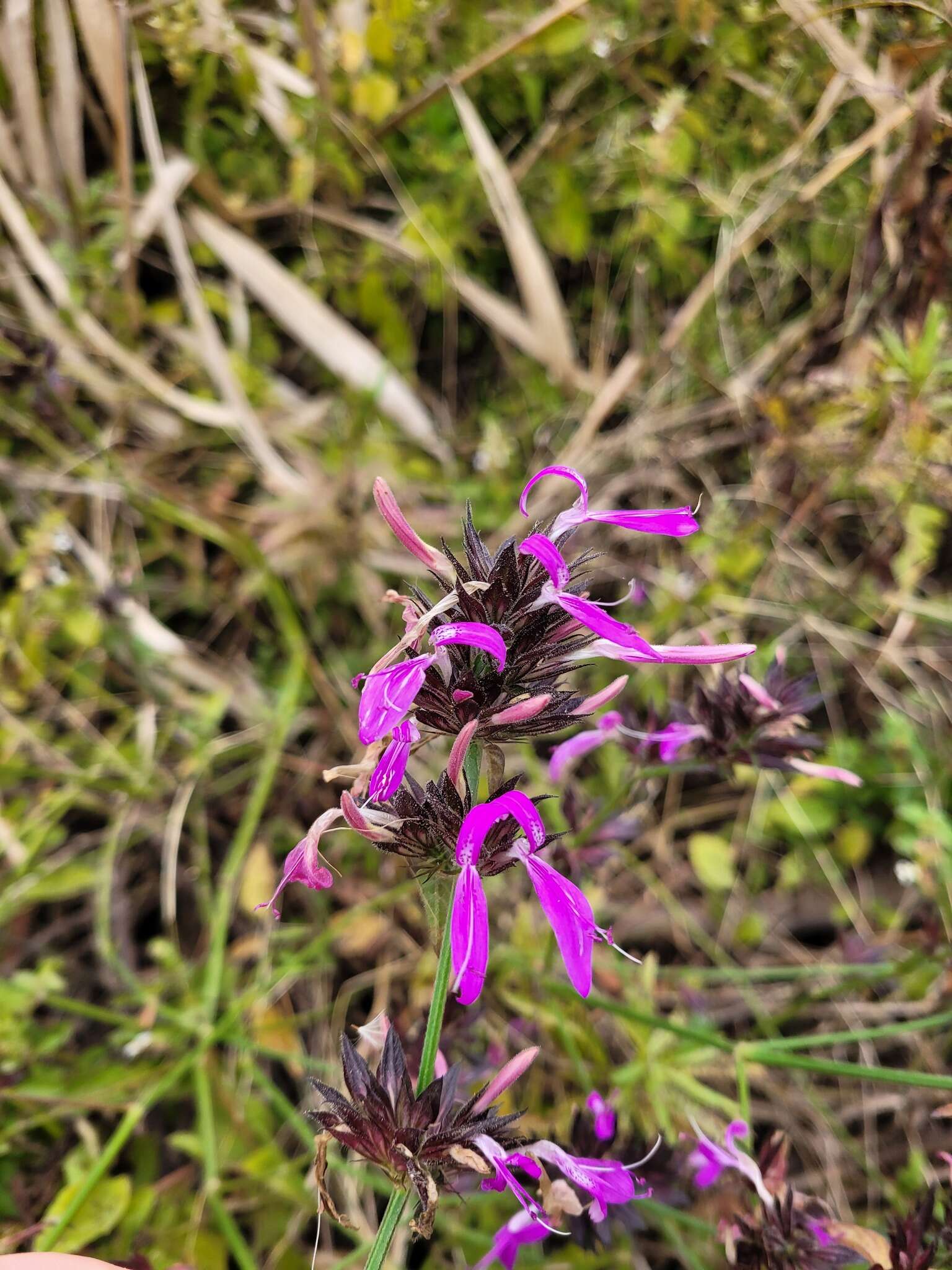 Plancia ëd Dicliptera clinopodia Nees