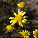 Image of Euryops ericifolius (Belang.) B. Nordenst.