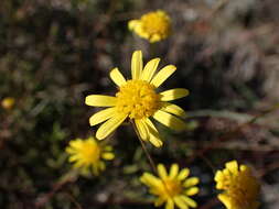 Image of Euryops ericifolius (Belang.) B. Nordenst.