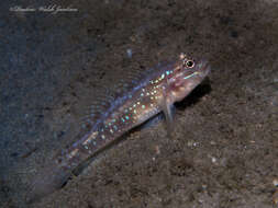 Image of Bridled Goby