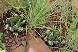 Image of Haworthiopsis limifolia (Marloth) G. D. Rowley