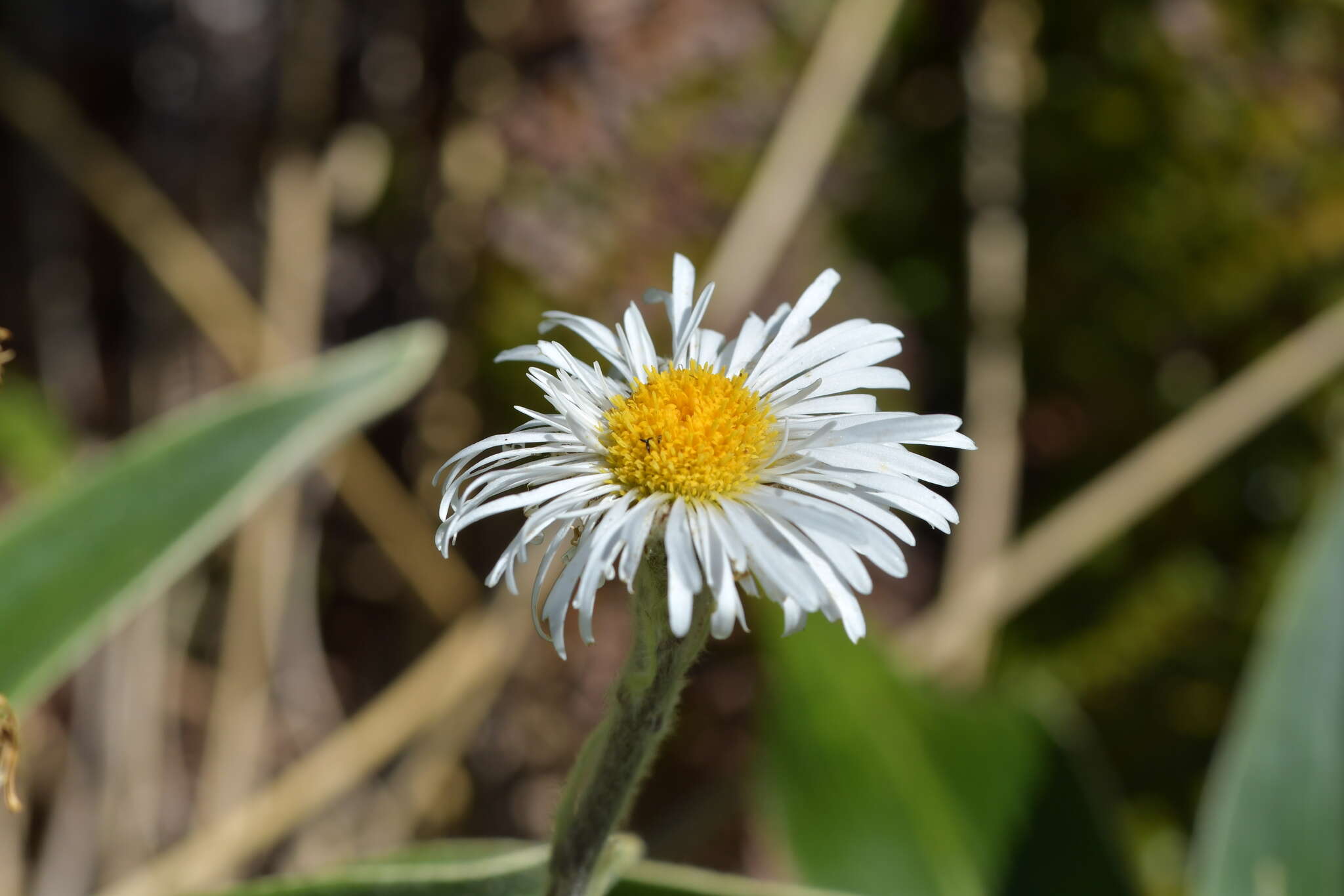 Image of Celmisia verbascifolia Hook. fil.