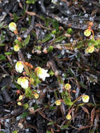 Image of white arctic mountain heather