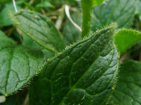 Doronicum glaciale subsp. calcareum (Vierh.) Hegi resmi