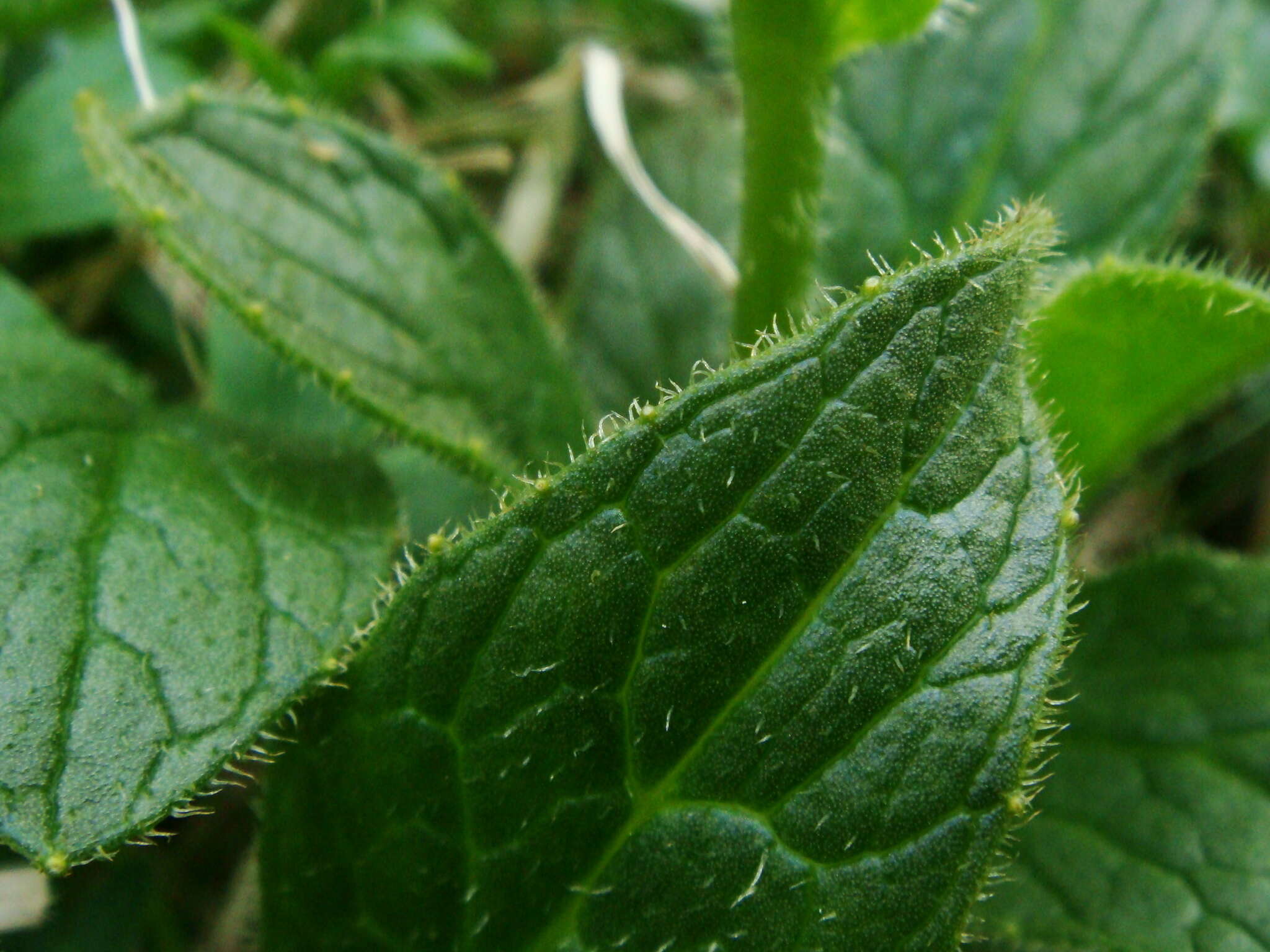 Image of Doronicum glaciale subsp. calcareum (Vierh.) Hegi