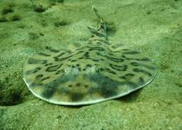 Image of Caribbean Electric Ray