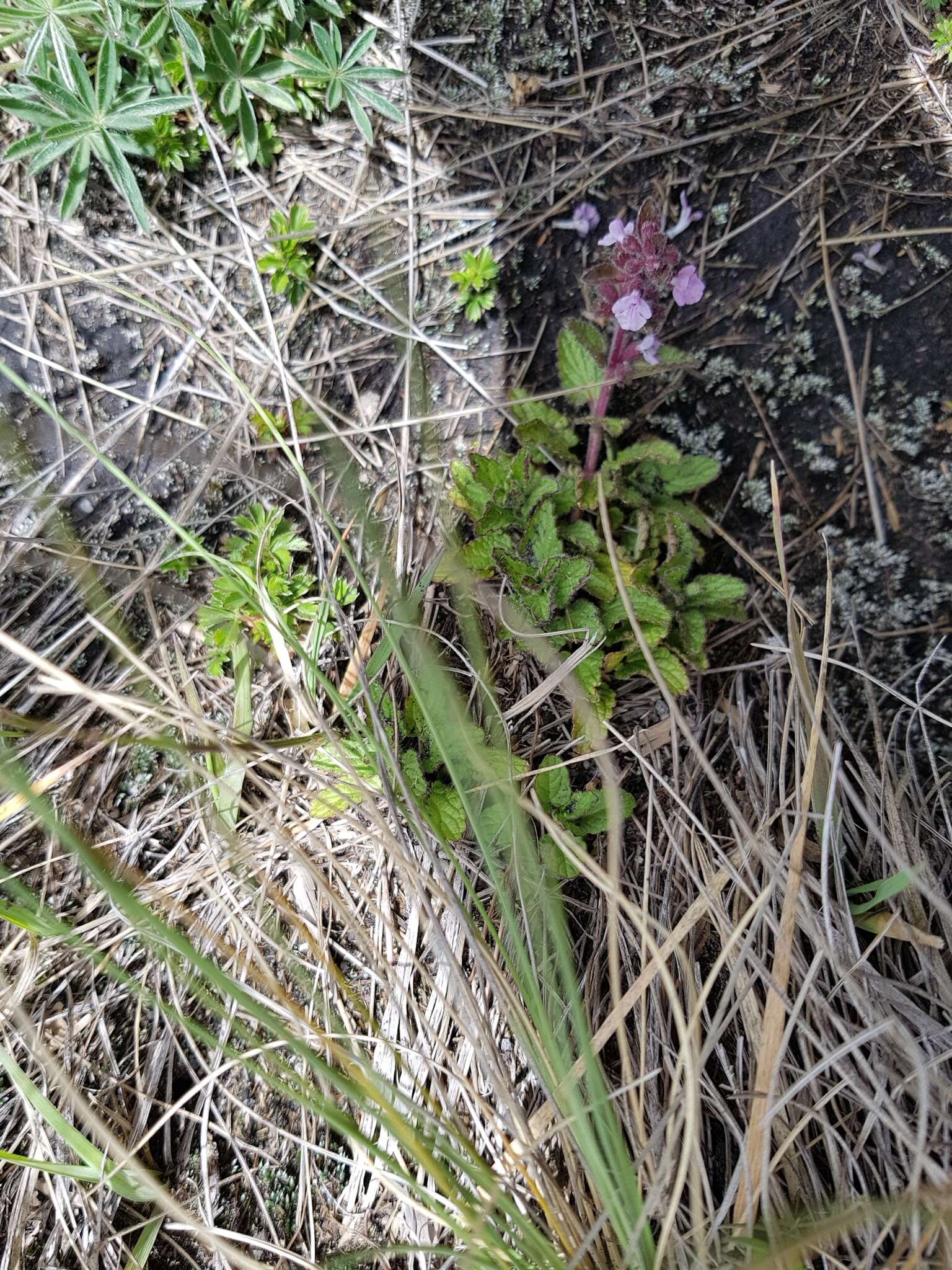 Stachys eriantha Benth.的圖片