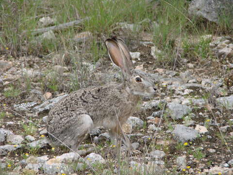 Image of Black-tailed Jackrabbit