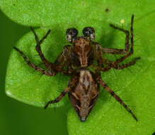 Image of Western Lynx Spider