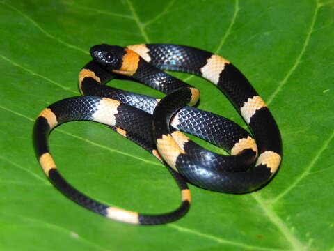 Image of Snail-eating Thirst Snake