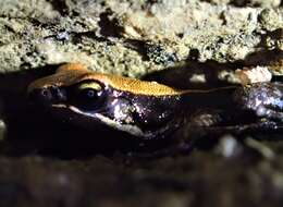 Image of Betsileo Golden Frog