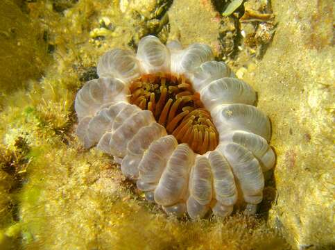 Image of southern anemone