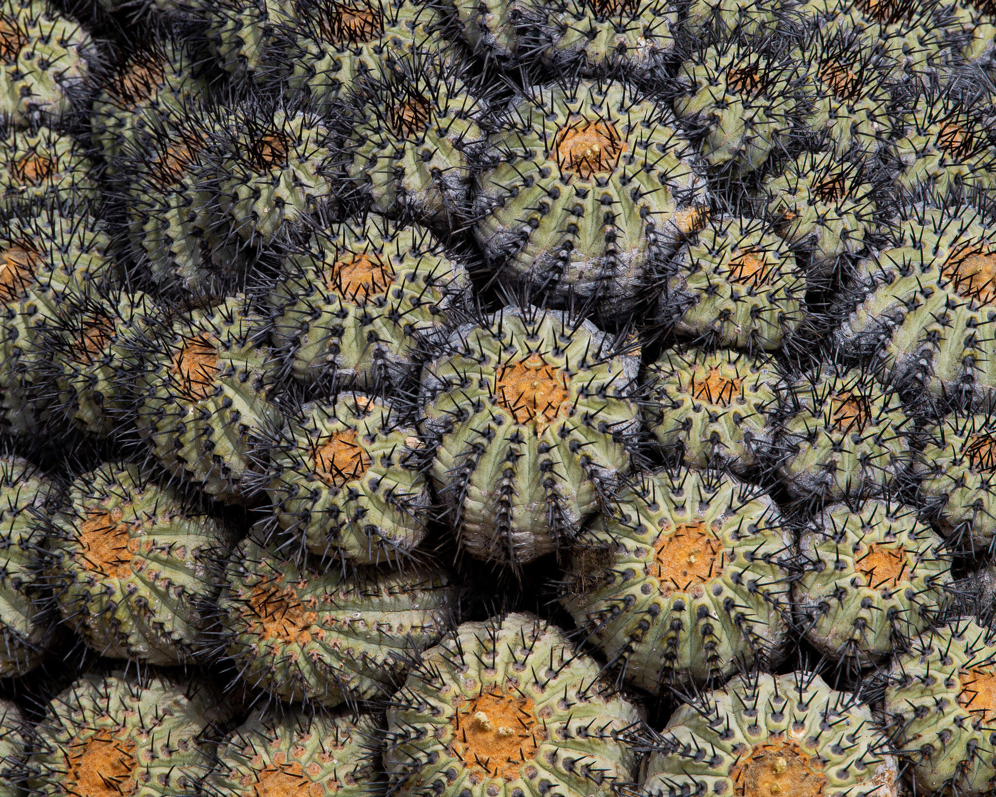 Image of Copiapoa longistaminea F. Ritter