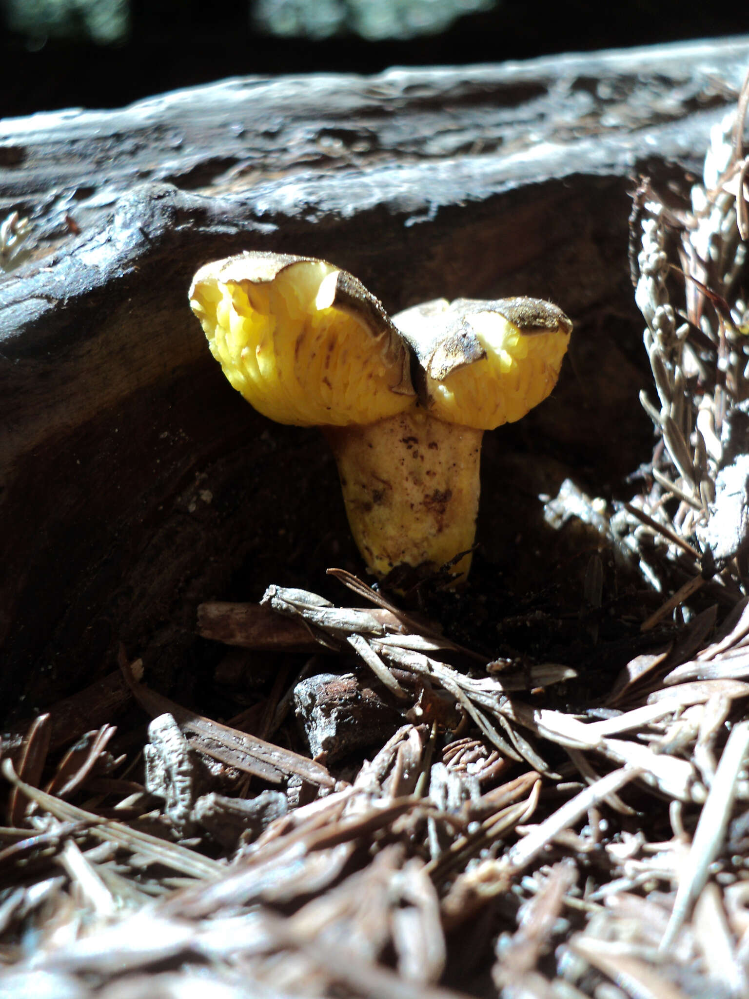 Imagem de Phylloporus arenicola A. H. Sm. & Trappe 1972