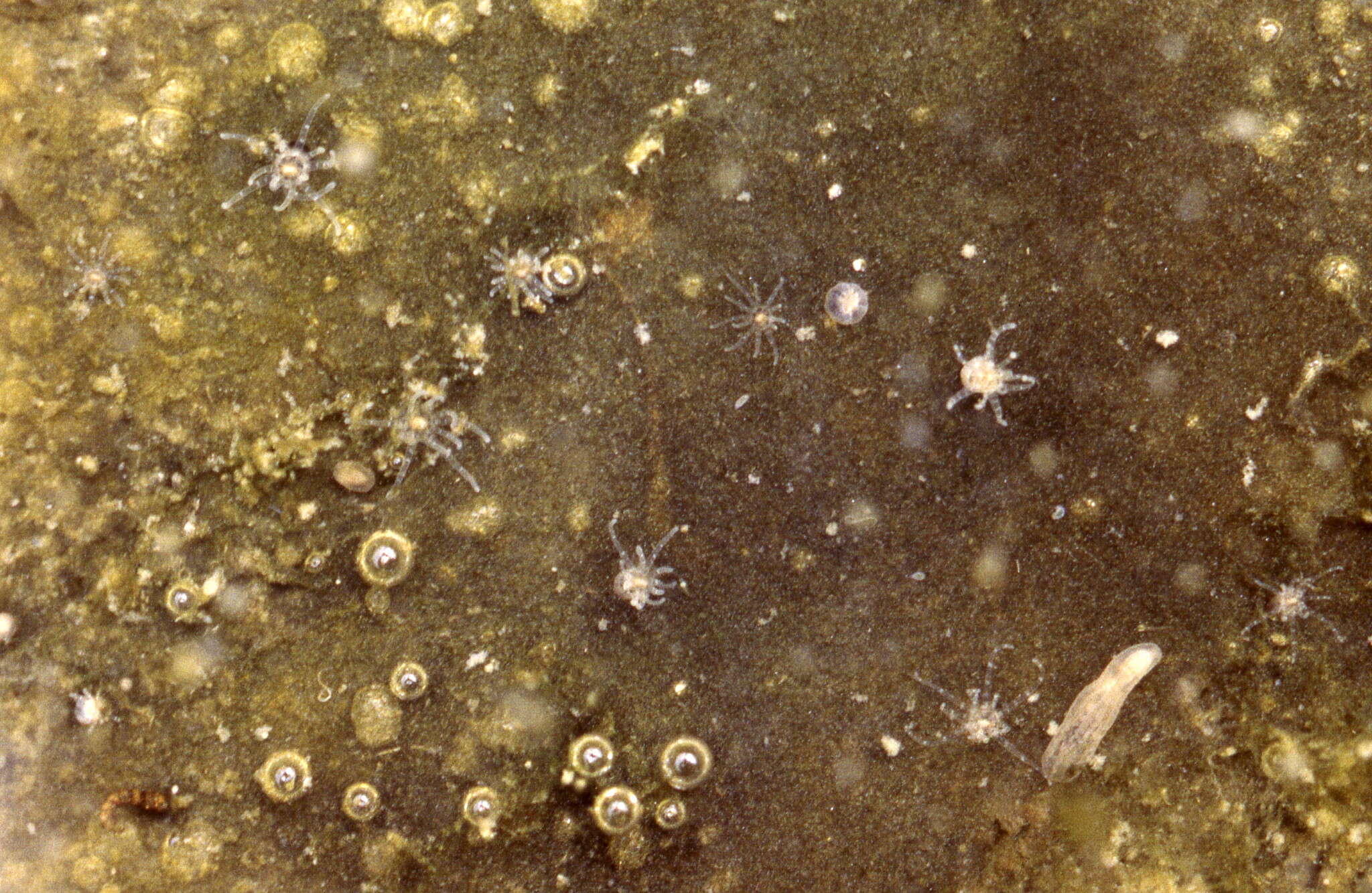 Image of Starlet Sea Anemone