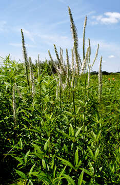 Image de Veronicastrum virginicum (L.) Farw.