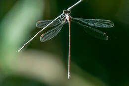 Image of Queen Malachite