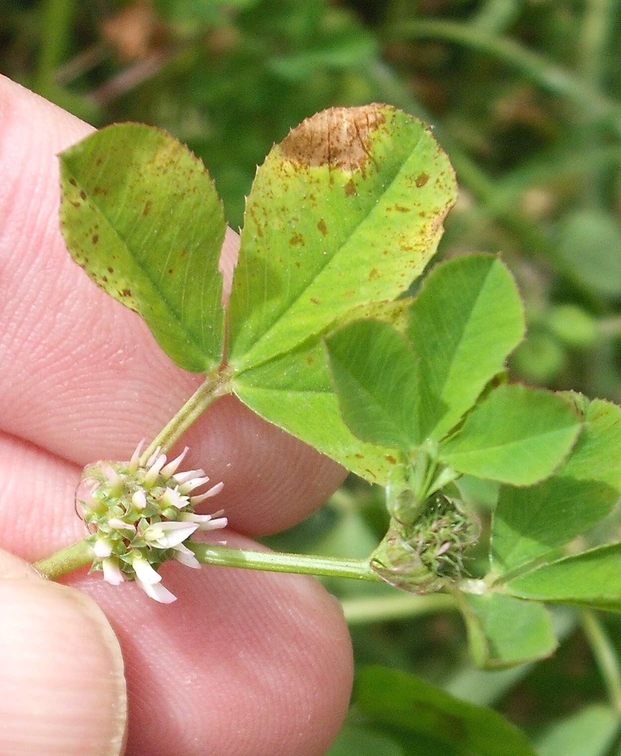 Image de Trifolium glomeratum L.