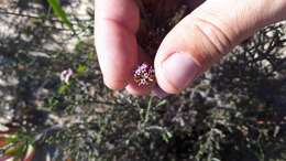 Image of Stoebe fusca (L.) Thunb.