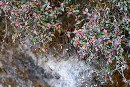 صورة Cotoneaster microphyllus Wall. ex Lindl.