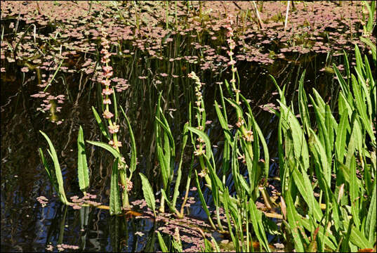 Image de Rumex bidens R. Br.