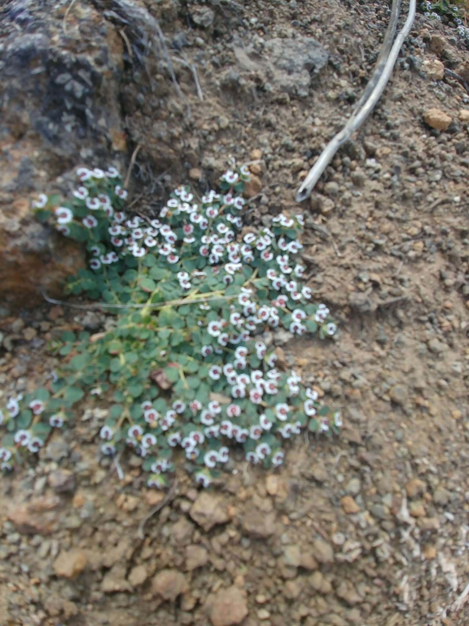 Image de <i>Euphorbia <i>polycarpa</i></i> var. polycarpa