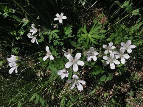 Image of Geranium rivulare Vill.