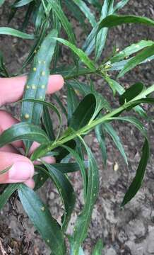 صورة Puccinia baccharidis Dietel & Holw. 1893