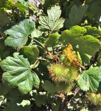 Image of spring gooseberry