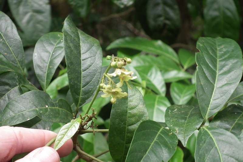 Imagem de Harpullia pendula Planch. ex F. Müll.