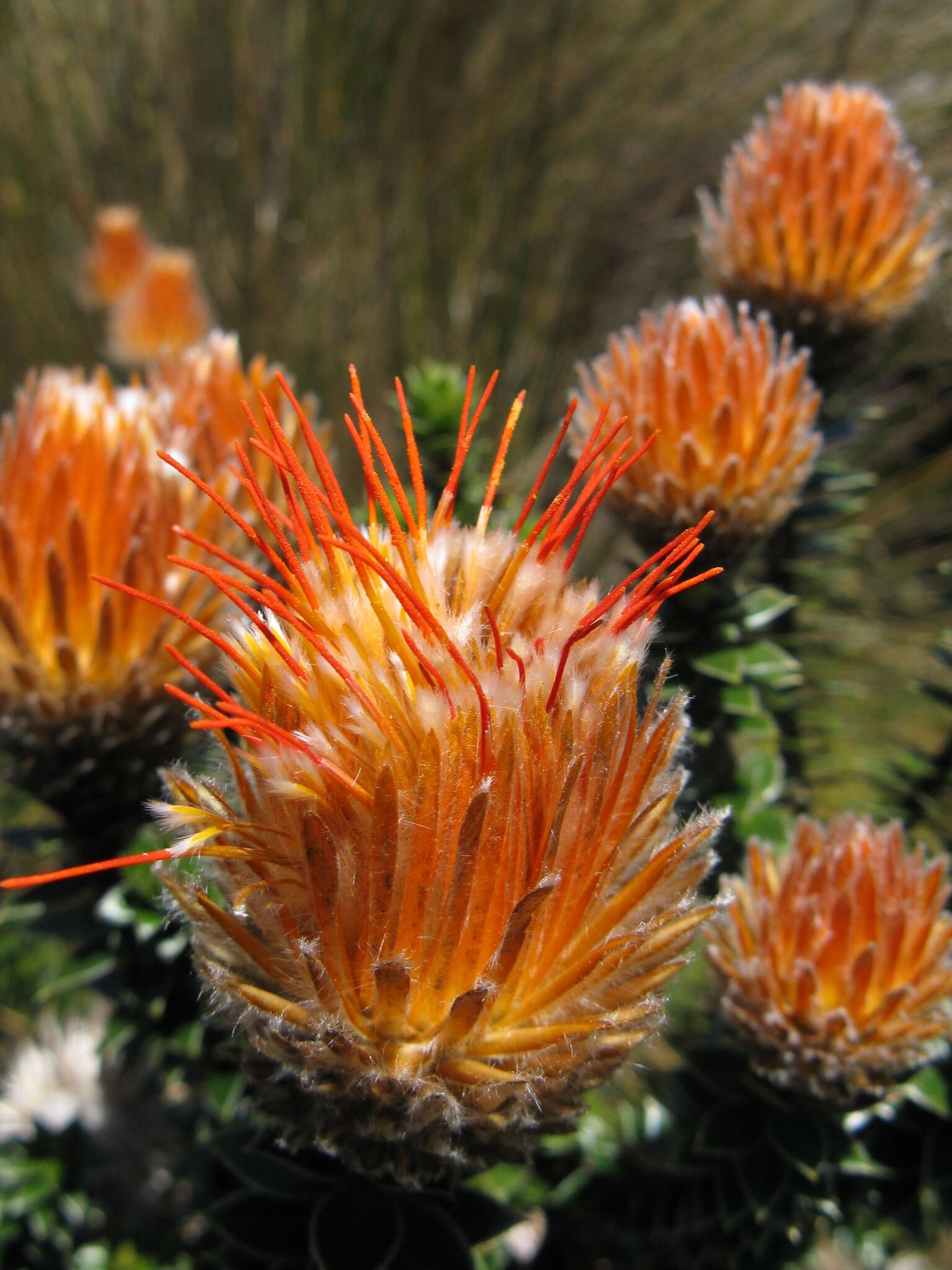 Image of flower of the Andes