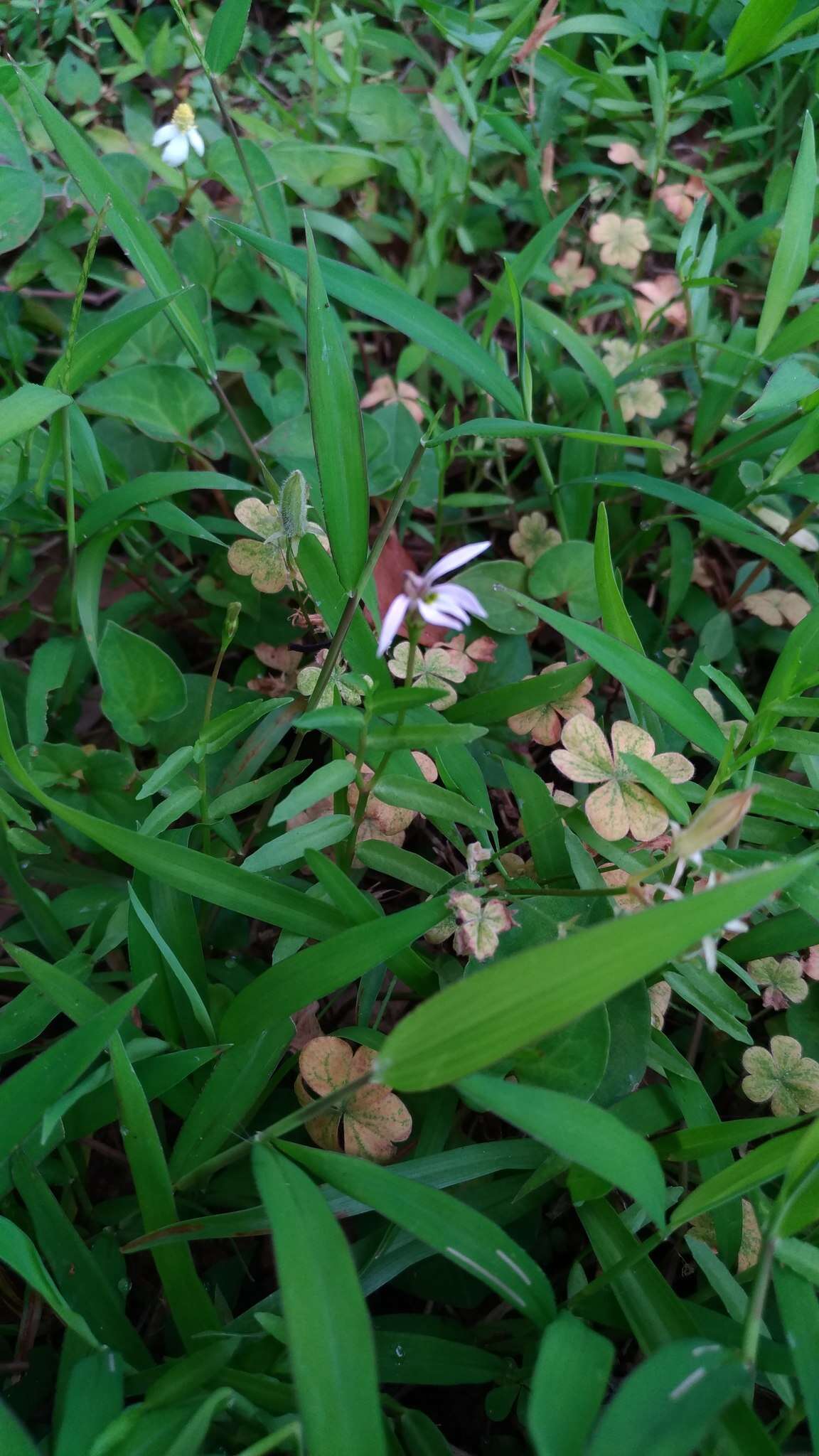 Imagem de Lobelia chinensis Lour.