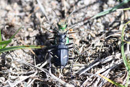 Image of Cowpath tiger beetle