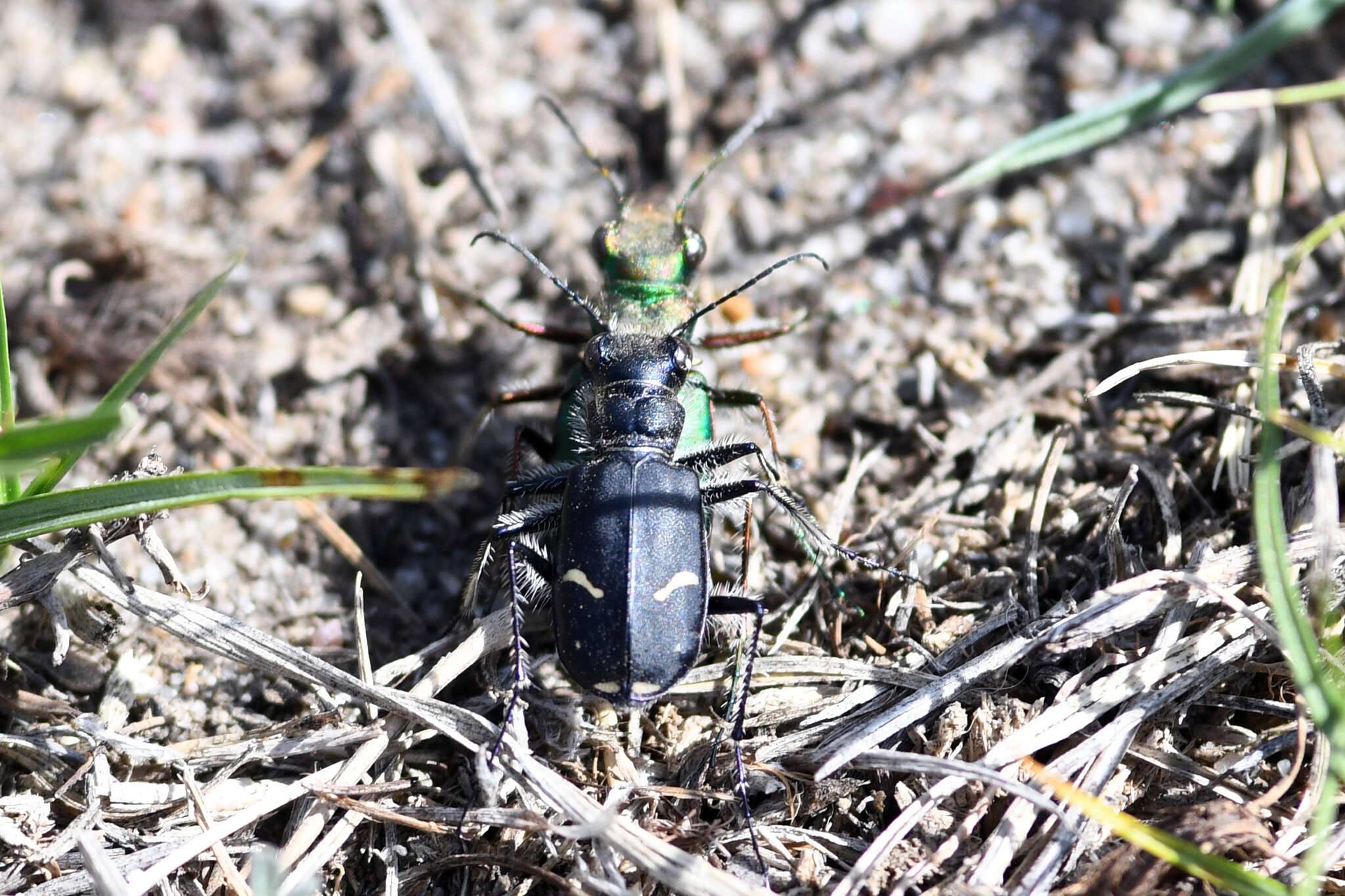 Image of Cowpath tiger beetle