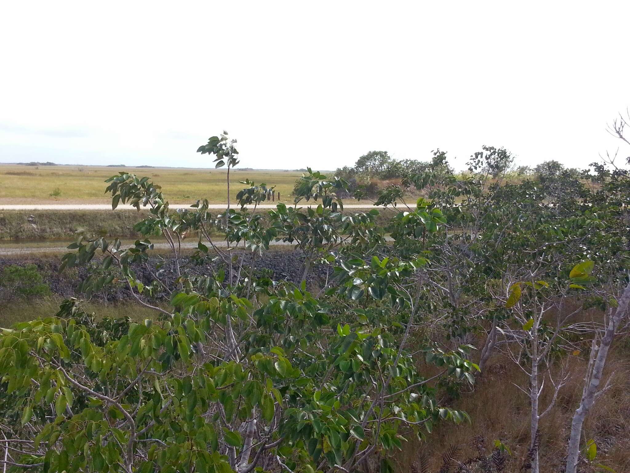 Image of Florida poisontree