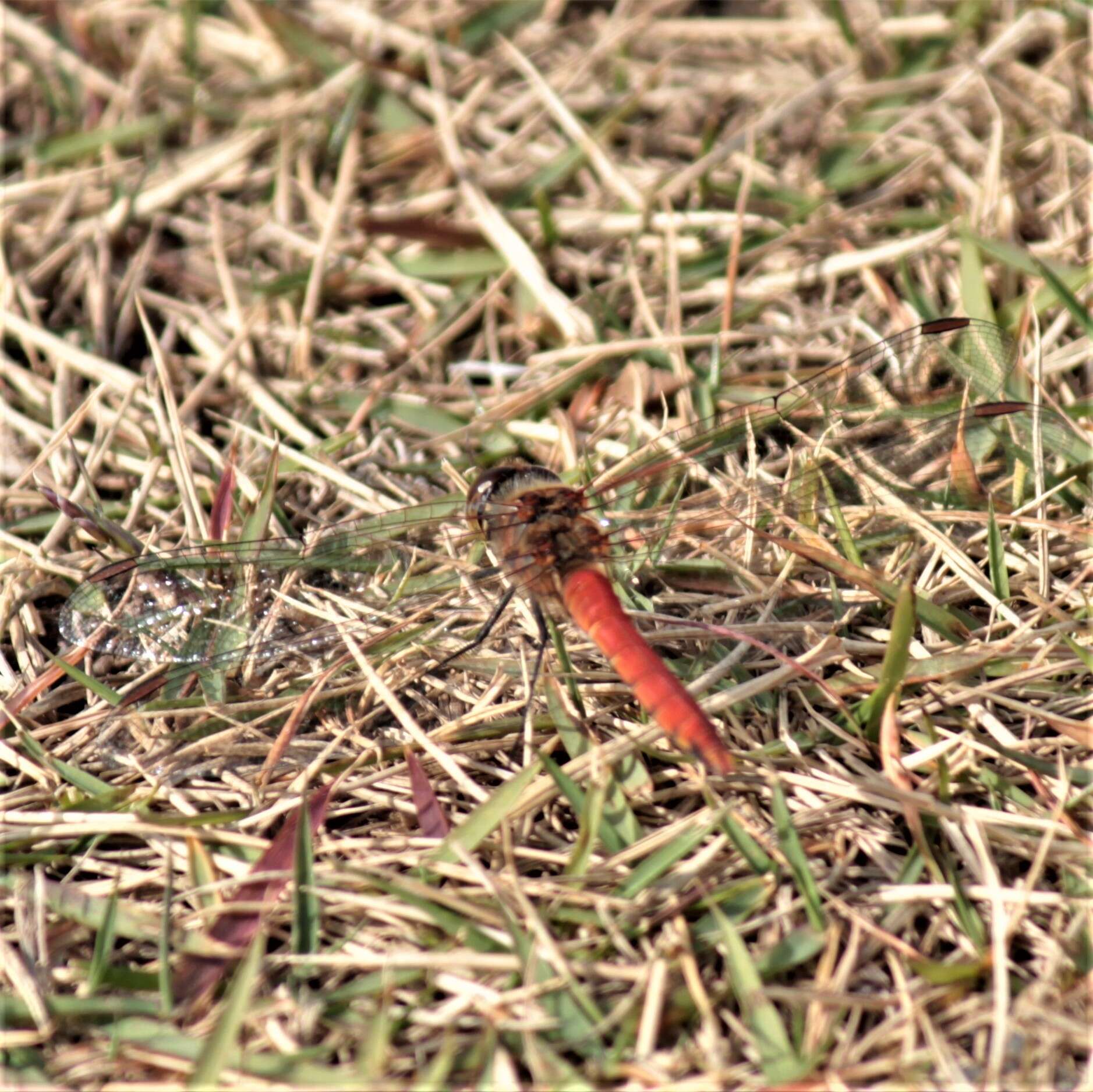 Image of <i>Sympetrum striolatum imitoides</i> Bartenef 1919