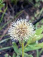 Image of Coastal-Plain Silk-Grass