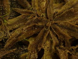 Image of Caloglossa vieillardii