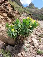 Image of Euryops evansii Schltr.