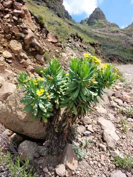 Image de Euryops evansii Schltr.