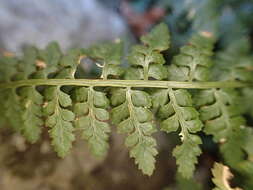 Image of Asplenium foreziense Le Grand ex Magnier