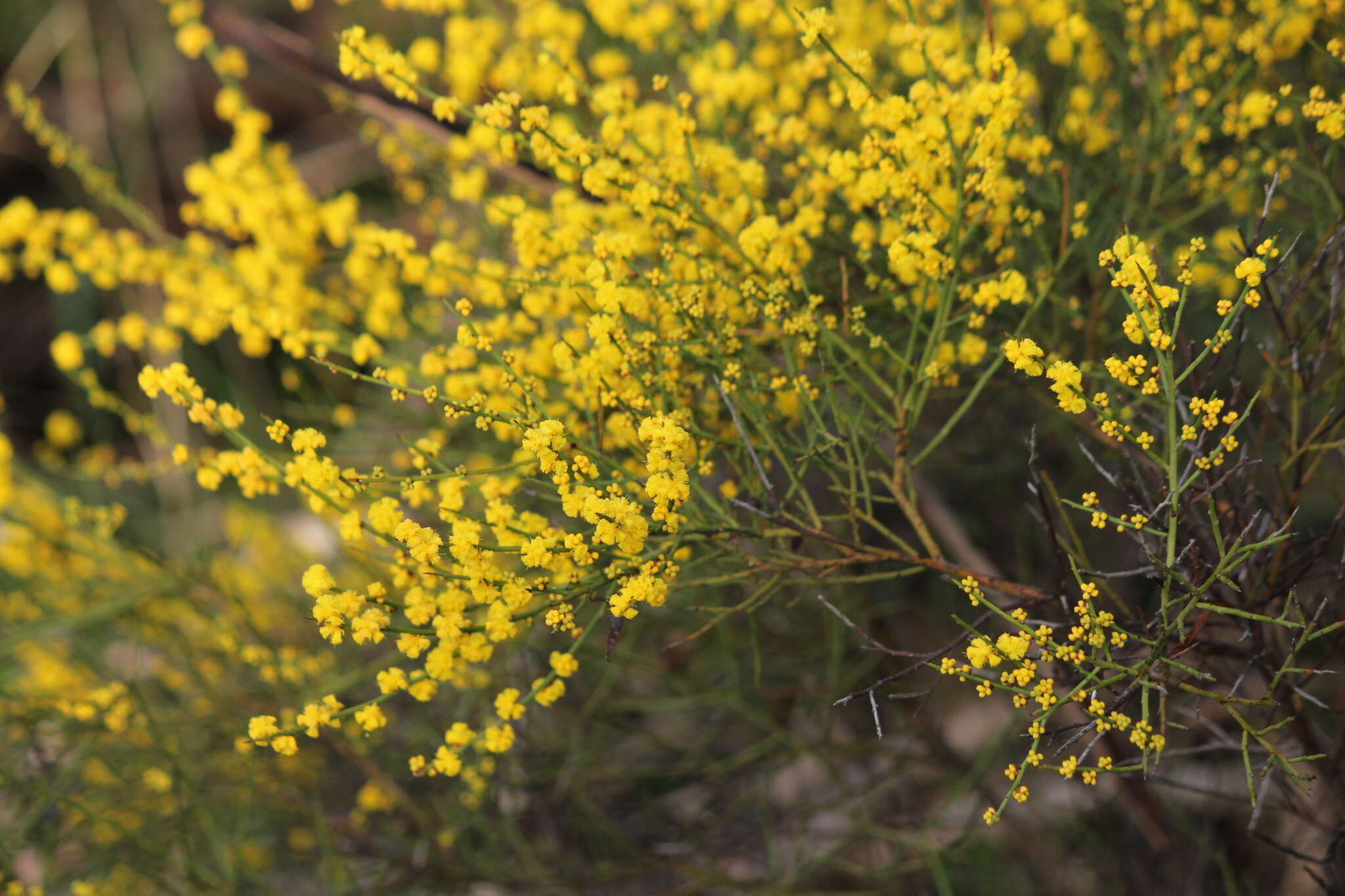 Слика од Acacia spinescens Benth.