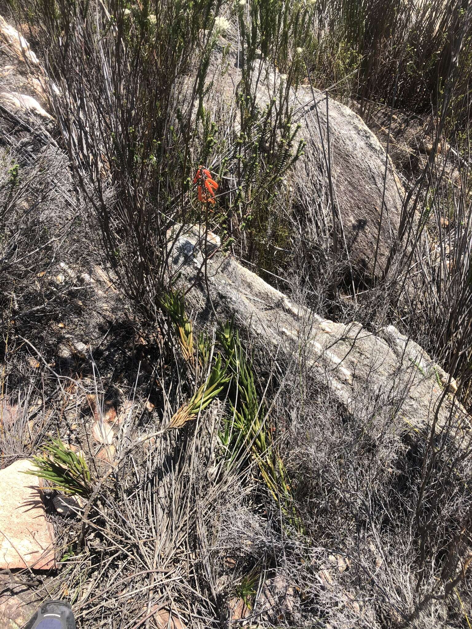 Aloiampelos decumbens (Reynolds) Klopper & Gideon F. Sm. resmi