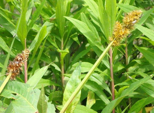 Imagem de Carex stipata var. maxima Chapm. ex Boott