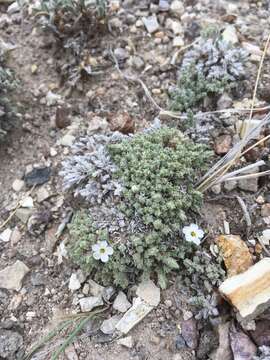 Imagem de Phlox hoodii subsp. muscoides (Nutt.) Wherry