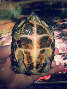 Image of Sternotherus minor peltifer Smith & Glass 1947