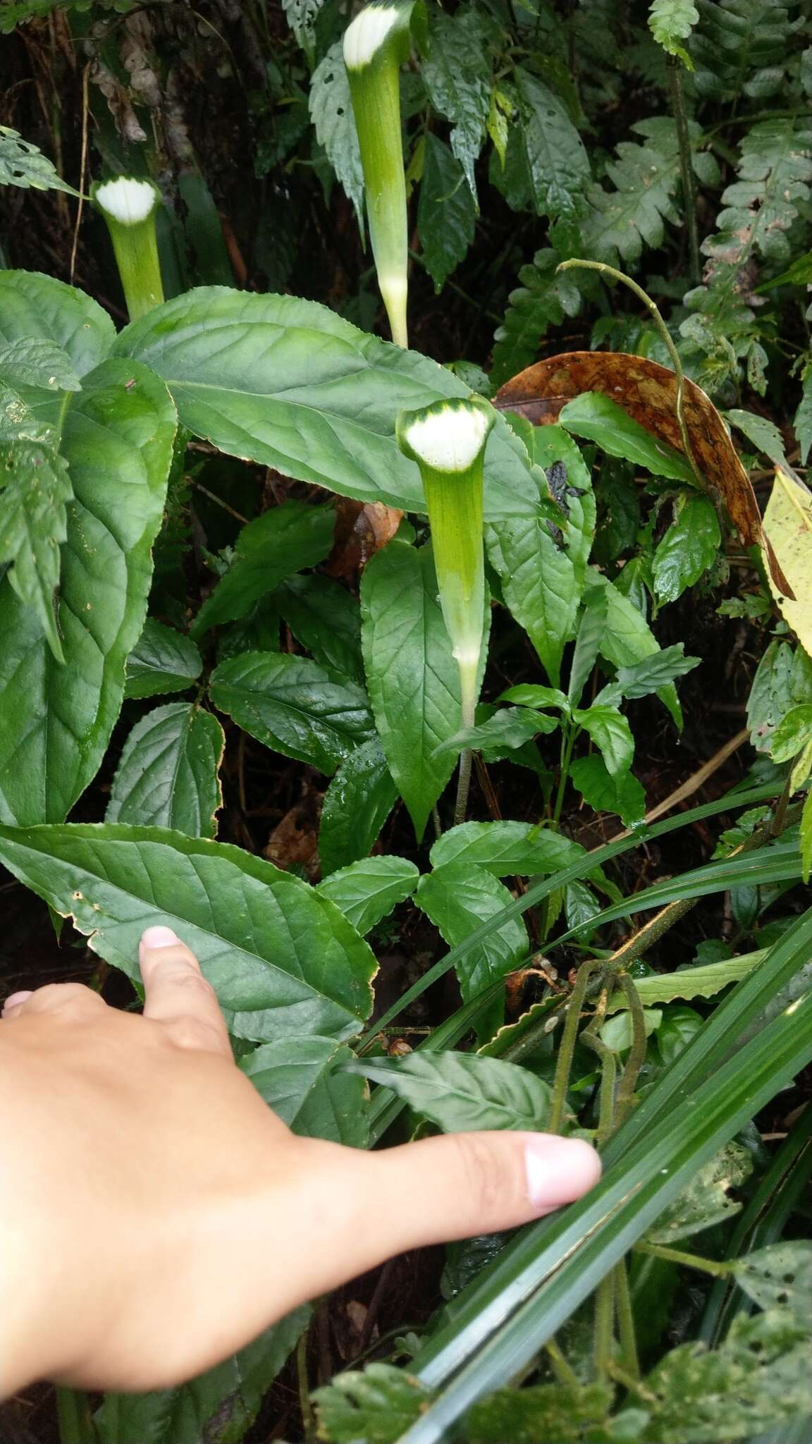 Image of Arisaema penicillatum N. E. Br.