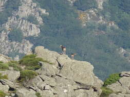 Image of European mouflon