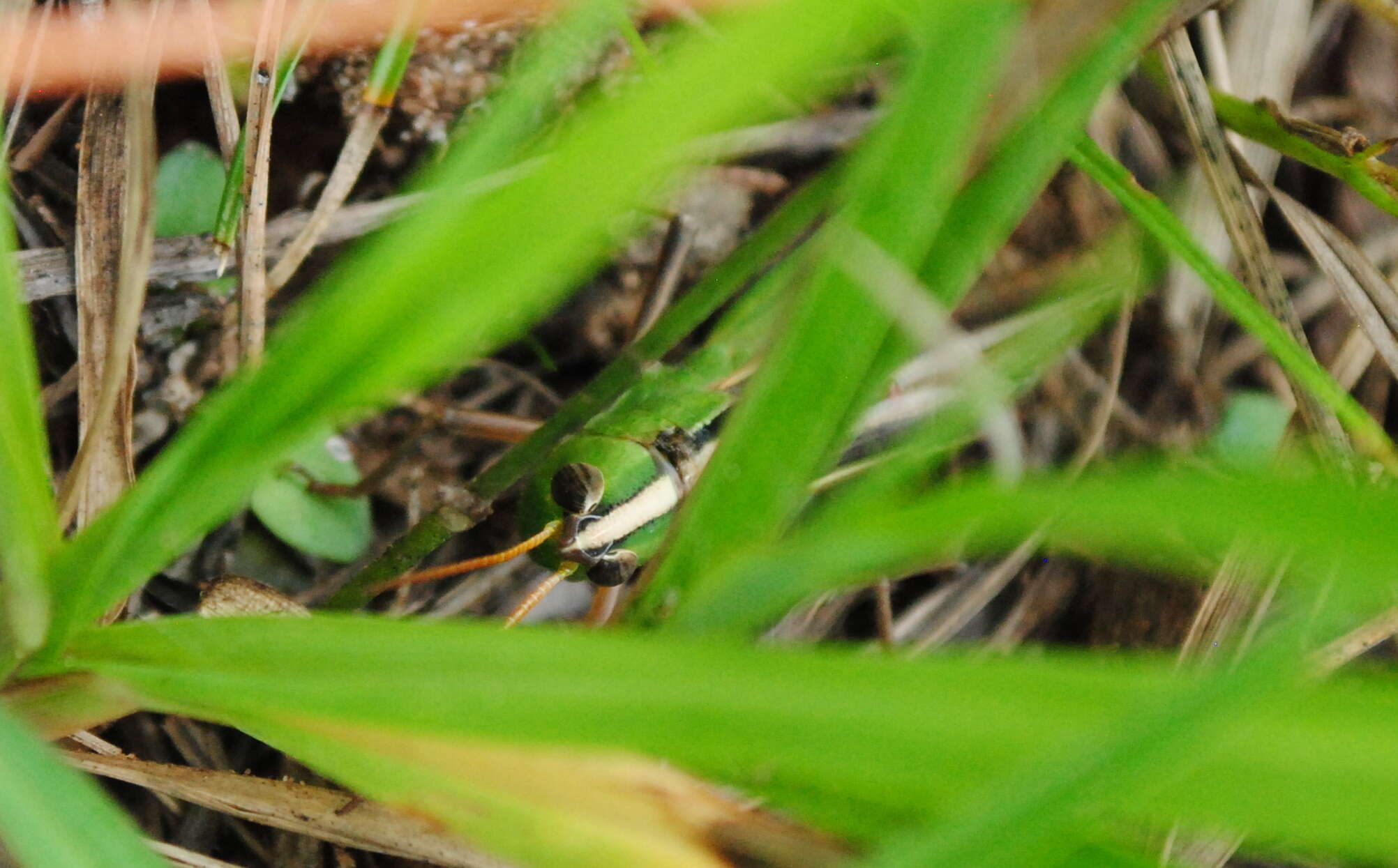 Image de Staurorhectus longicornis Giglio-Tos 1897